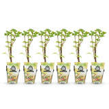 Green boutiQ - Fruitplanten - Wiite Bes - Ribes rubrum Witte Hollander - Winterhard - 6 Planten - Pot 9 cm - Witte Bes