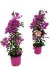 Bougainvillea Sanderiana Piramide - 1 stuk -Ø17cm - ↕70cm