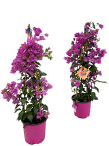 Bougainvillea Sanderiana Piramide - 1 stuk -Ø17cm - ↕70cm