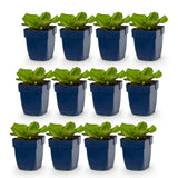 Green boutiQ - Vasteplant - Bergenia cordifolia - Schoenlappersplant - Schaduw - Roze - 12 Planten - Pot 11cm - Hoogte 15-25cm