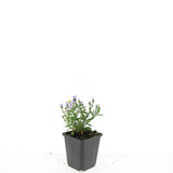 48x Aster (D) 'Prof. Anton Kippenberg'- ↕10-25cm - Ø9cm