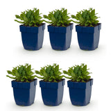 Green boutiQ - Vasteplant - Salvia nem. Schneehügel - Salie - Bijen en Vlinderlokkers - Wit - 6 Planten - Pot 11cm - Hoogte 15-25cm