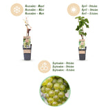 Green boutiQ - Fruitplant - Vitis vinifera Bianca - Druivenplant - Geent - Witte Druif - 2 Planten - Pot 15cm - Hoogte 50cm