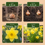 200x Narcissus Tete- A -Tete - Dwergnarscis Tête-à-Tête - Geel - Voorjaarsbloeier - Bolmaat 10/12