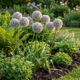 80x Allium Ping Pong - Sierui Ping Pong - Wit - Zomerbloeier - Bolmaat 6/7