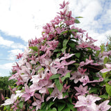 Green boutiQ - Klimplant - Clematis Hagley Hybrid - Bloem Roze - Weinig onderhoud -2 planten -Pot 11cm Hoogte 40cm