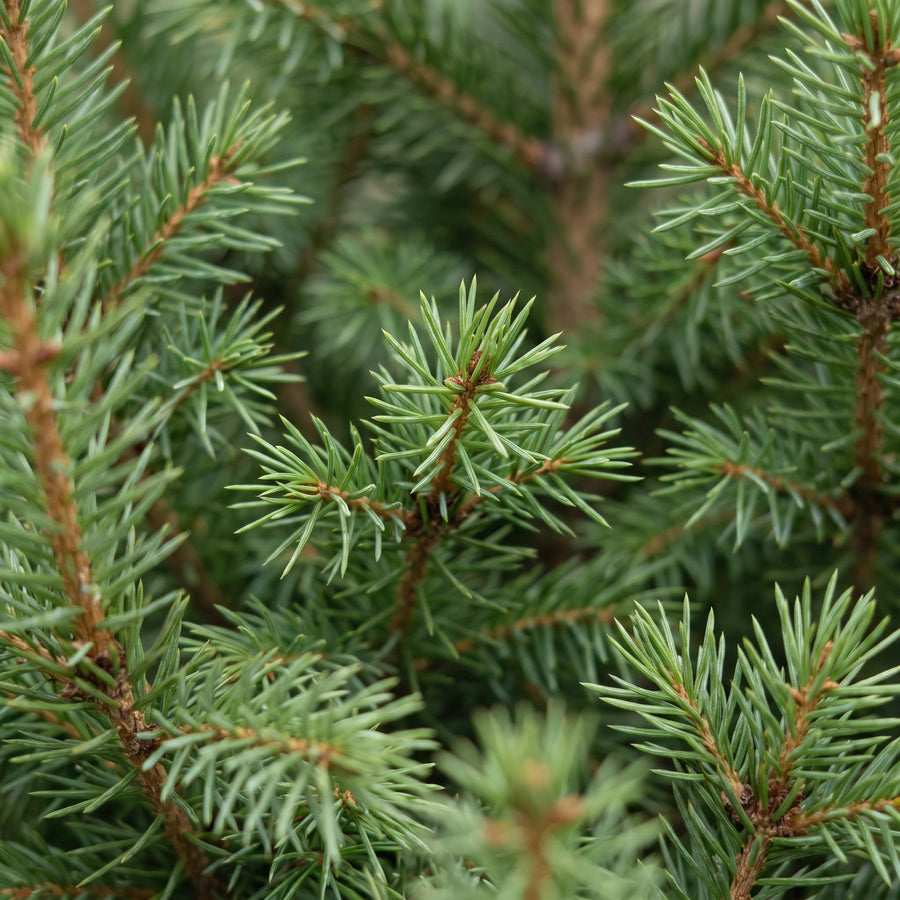 Set van 4 – Pot Ø17 cm · 65 cm hoog · Kegelspar kerstboom · met mand (foto 4)