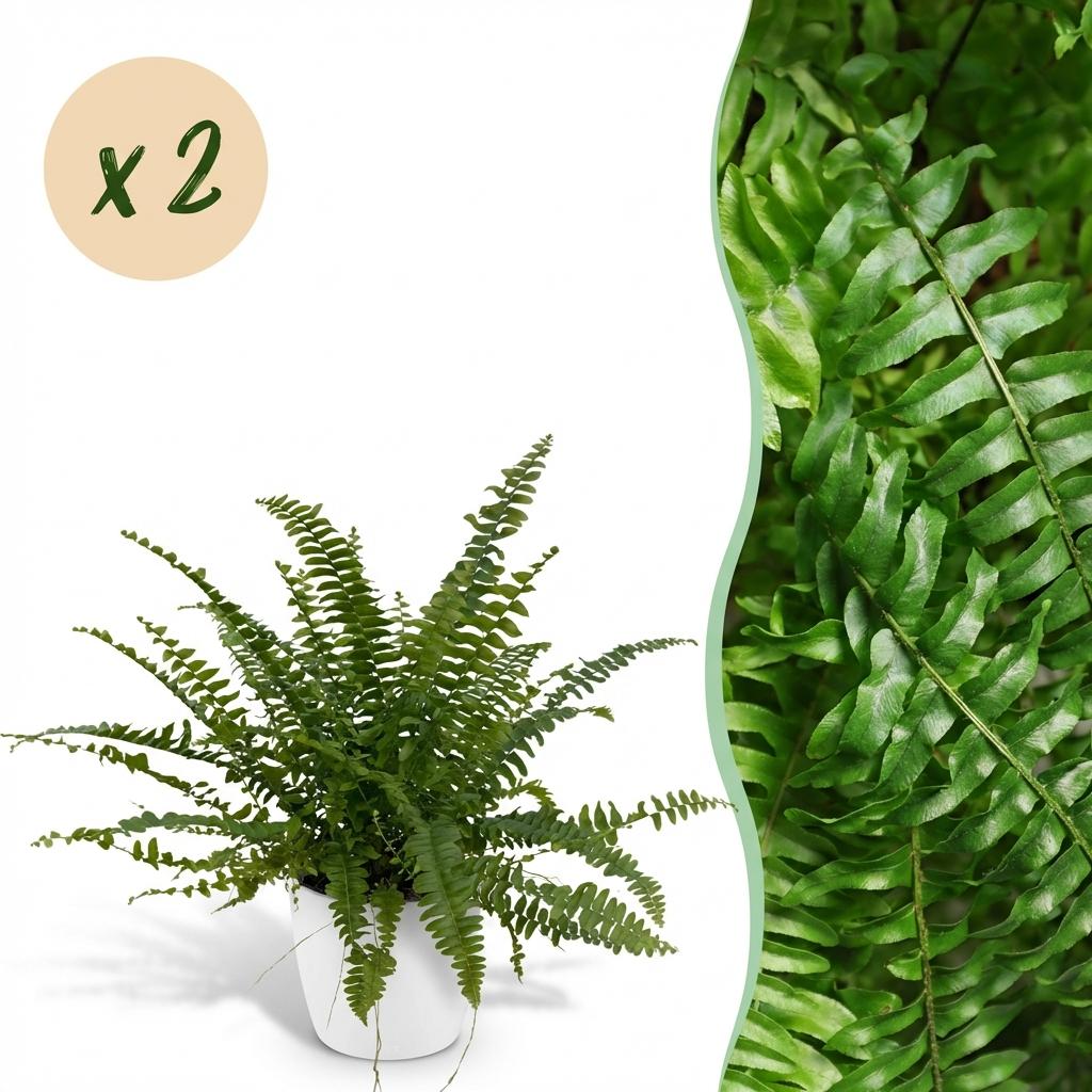 Green boutiQ - Kamerplant - Nephrolepsis exaltata Green Lady - Varen - Huisdiervriendelijke Plant - Groen - 2 Planten - met Potter Wit - Pot 12cm - Hoogte 25cm
