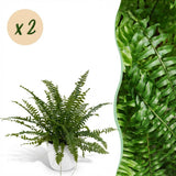 Green boutiQ - Kamerplant - Nephrolepsis exaltata Green Lady - Varen - Huisdiervriendelijke Plant - Groen - 2 Planten - met Potter Wit - Pot 12cm - Hoogte 25cm