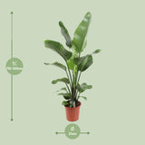Strelitzia Nicolai 21 Cm - Ø21cm - ↕90cm