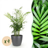 Green boutiQ - Kamerplant - Chamaedorea elegans - Goudpalm - Huisdiervriendelijke Plant - Groen - 4 Planten - met Potter Grijs - Pot 12cm - Hoogte 15cm