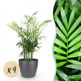 Green boutiQ - Kamerplant - Chamaedorea elegans - Goudpalm - Huisdiervriendelijke Plant - Groen - 4 Planten - met Potter Grijs - Pot 12cm - Hoogte 15cm