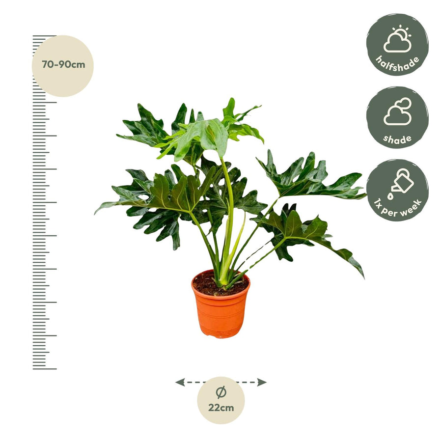 Philodendron Selloum – 60 cm hoog (foto 2)