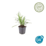 48x Liriope muscari 'Moneymaker' - ↕10-25cm - Ø9cm