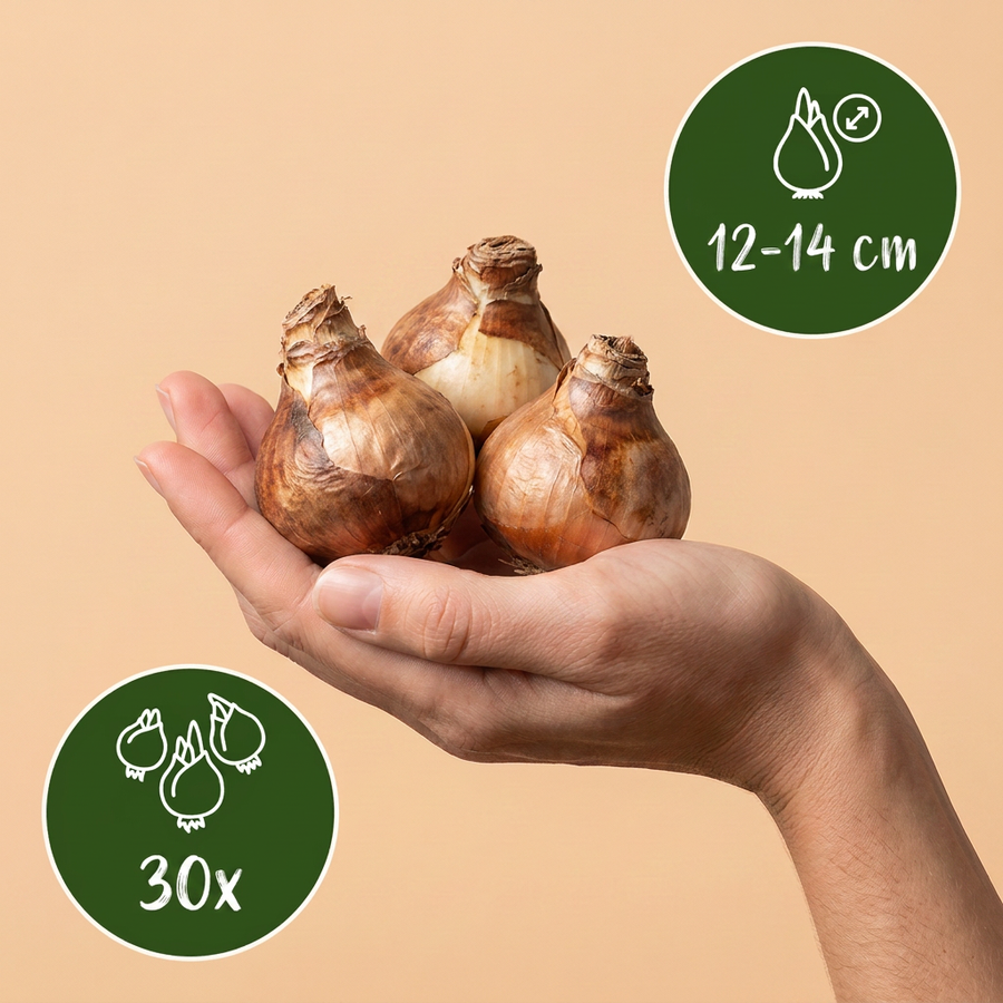 Narcisbollen large Cupped mix — geel en wit, 30 stuks (bolmaat 12/14)