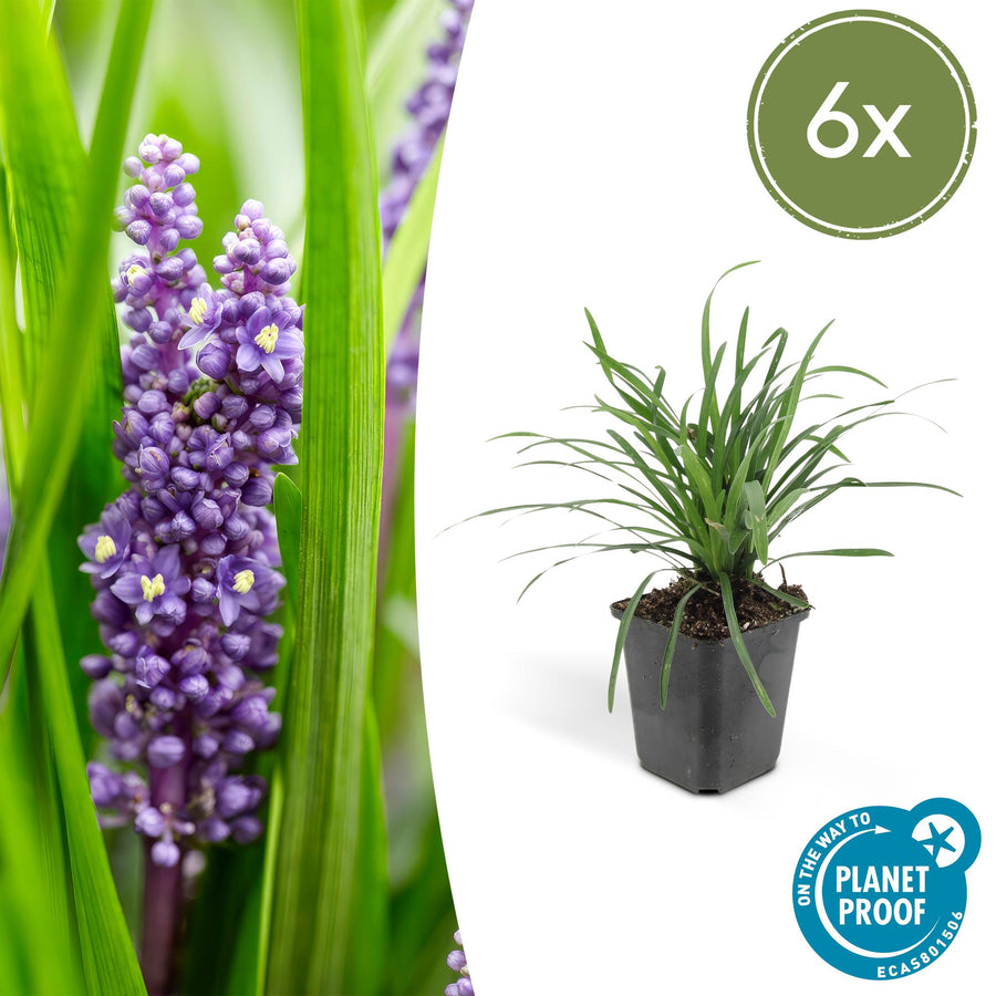 Liriope muscari 'Big Blue' – 6 planten · pot Ø9 cm · 10-25 cm hoog
