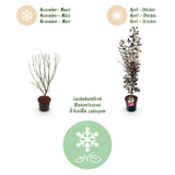 Green boutiQ - Tuinplant - Acer palmatum Skeeters Broom - Japanse Esdoorn - Bladverliezend - Rood - 1 - Pot 26cm - Hoogte 90cm