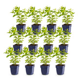 Green boutiQ - Vasteplant - Nepeta sib. Wild Orchid - Kattenkruid - Bijen en Vlinderlokkers - Roze - 12 Planten - Pot 11cm - Hoogte 15-25cm