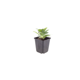 24x Aster frikartii 'Monch' - ↕10-25cm - Ø9cm