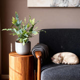 Green boutiQ - Kamerplant - Phlebodium aureum Blue Star - Blauwe Varen - Huisdiervriendelijke Plant - Blauw - 1 Plant - Pot 12cm - Hoogte 25cm
