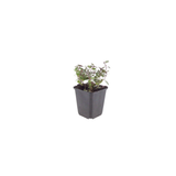12x Origanum laevigatum 'Herrenhausen' - ↕10-25cm - Ø9cm