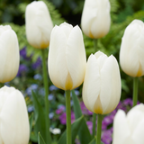 30x Tulipa Triumph White - Triomftulp - Wit - Voorjaarsbloeier - Bolmaat 11/12