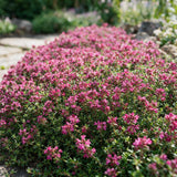 Green boutiQ - Vasteplant - Thymus praecox Red Carpet - KruipTijm - Geurend - Rood-Roze - 12 Planten - Pot 11cm - Hoogte 15-25cm
