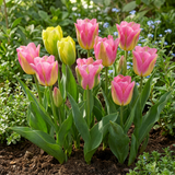 96x Tulipa Strawberry Lemonade - Tulp Aardbeilimonade - Diversen - Voorjaarsbloeier - Bolmaat 11/12