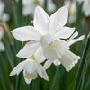 60x Narcissus Botanical White Mix - Botanische witte narcis mix - Wit - Voorjaarsbloeier - Bolmaat 10/12