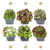 24x - Sempervivum Big Sam - Ø7cm - ↕10-12cm