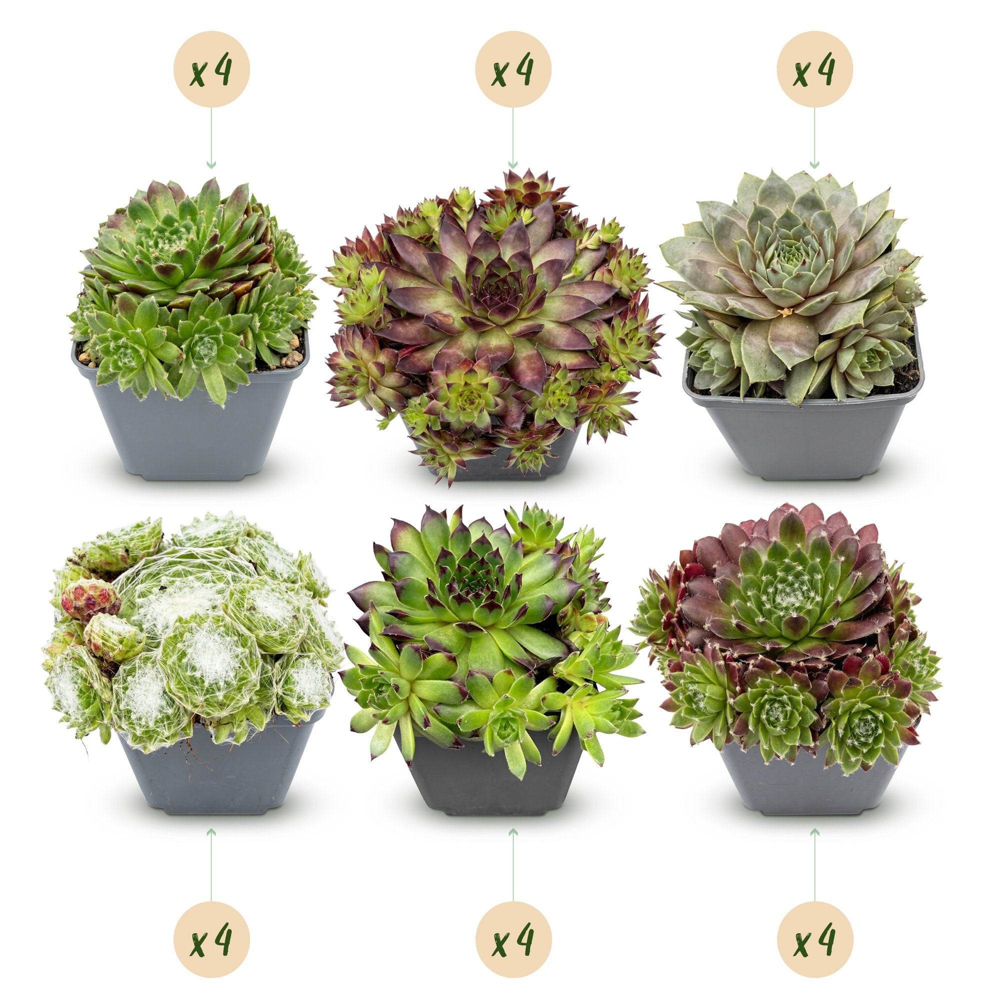 24x - Sempervivum Big Sam - Ø7cm - ↕10-12cm