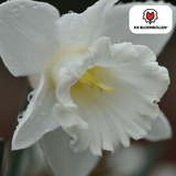 Narcisbollen Snow Baby — witte mininarcis, 20 stuks