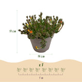 Green boutiQ - Bodembedekker - Winterhard - Delosperma Jewel of Dessert - 4 Planten - Kleuren Rood - Oranje - Paars - Roze - Weinig Onderhoud - Pot 14 Hoogte 17