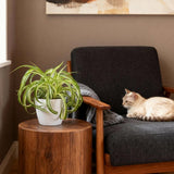 Green boutiQ - Kamerplant - Chlorophytum comosum Bonnie - Krullende Graslelie - Huisdiervriendelijke Plant - Groen - 2 Planten - met Potter Wit - Pot 12cm - Hoogte 20cm
