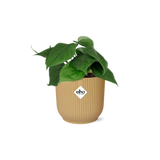 Philodendron Scandens in ELHO Vibes Fold 14cm geel