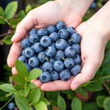 Green boutiQ - Fruitplanten - Blauwe Bes - Vaccinium corymbossum Bluegold - Winterhard - 6 Planten - Pot 9 cm - Blauwe Bes