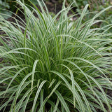 Green boutiQ - Grassen - Carex morrowii Ice Dance - Japanse Zegge - Groenblijvend - Creme-Groen - 6 Planten - Pot 11cm - Hoogte 15-25cm