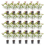 Green boutiQ - 24x Photinia fraseri Carre Rouge - Glansmispel - Haagplanten - Groenblijvend - Rood - Pot 9cm - Hoogte 25-35cm