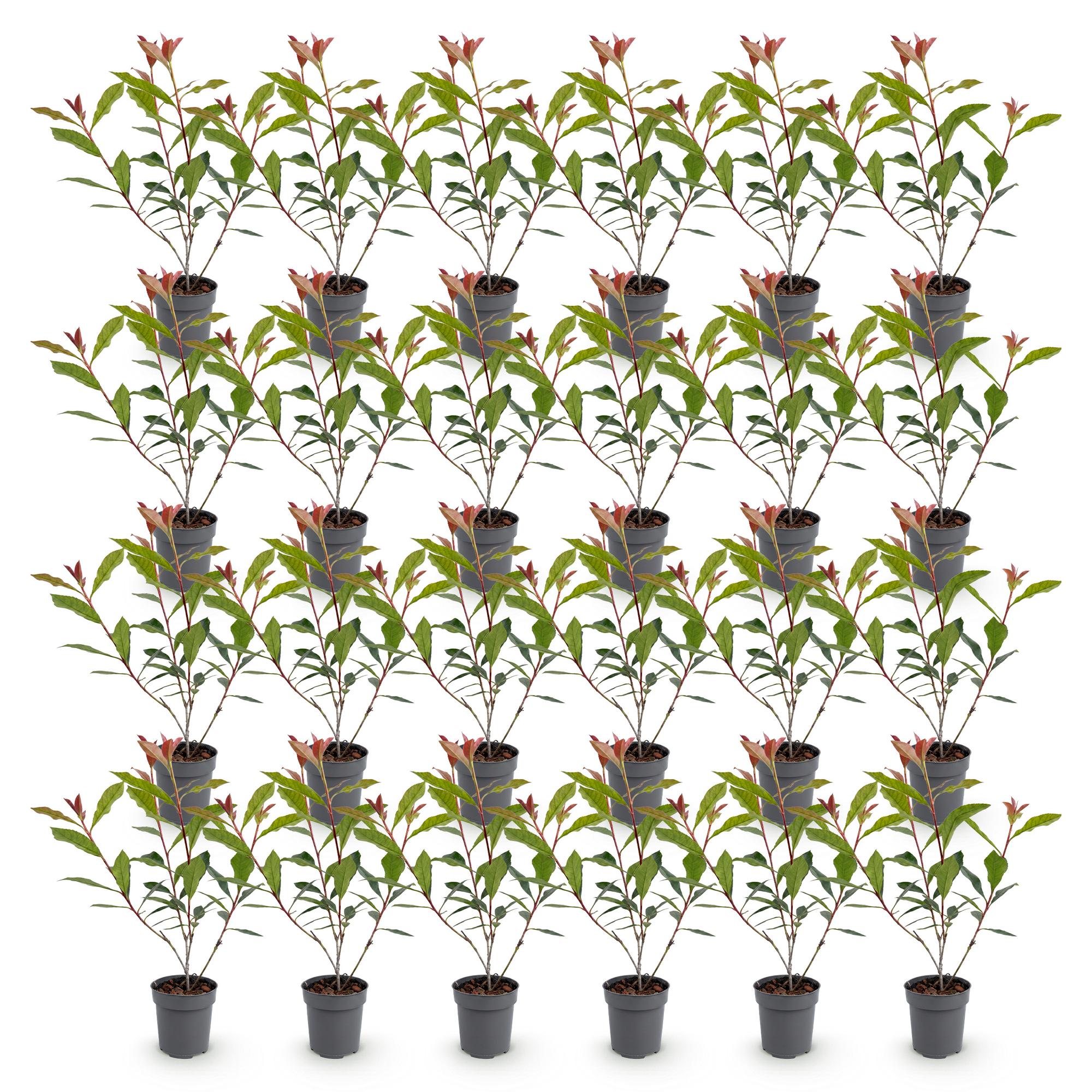 Green boutiQ - 24x Photinia fraseri Carre Rouge - Glansmispel - Haagplanten - Groenblijvend - Rood - Pot 9cm - Hoogte 25-35cm