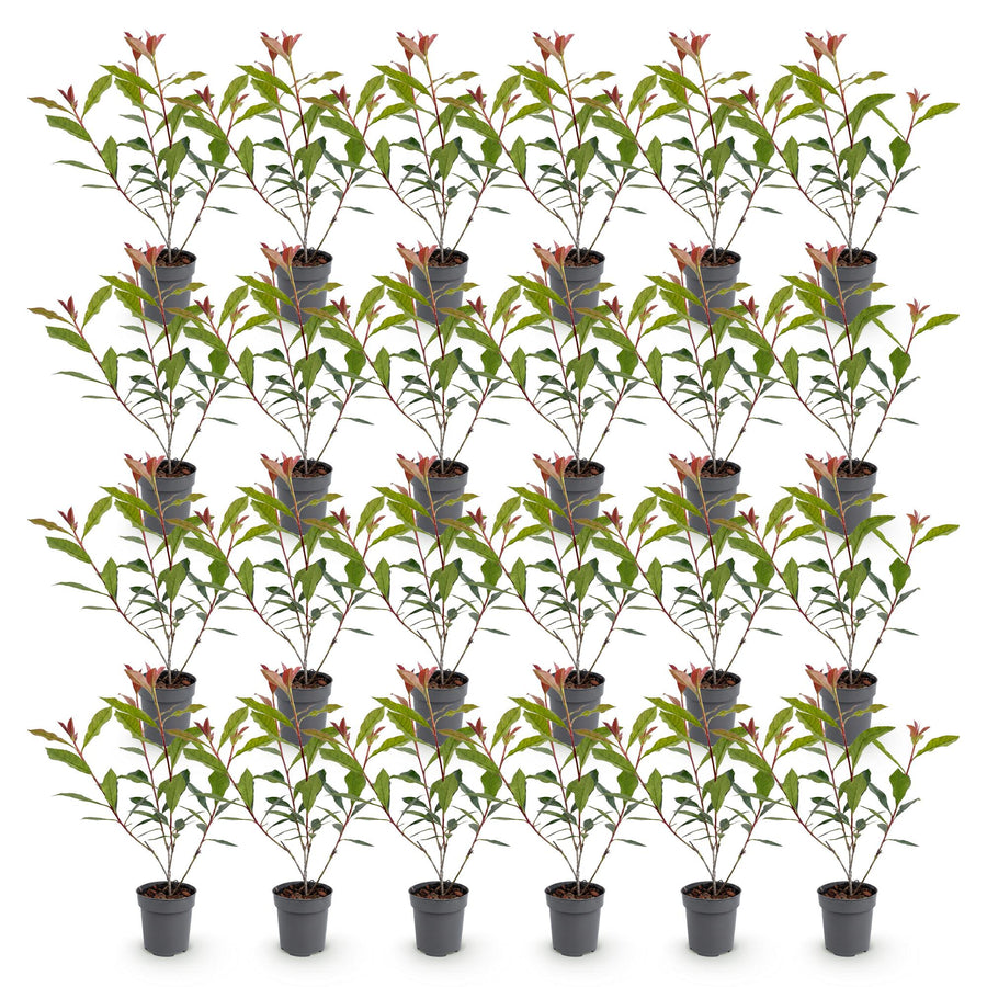 Photinia fraseri Carre Rouge — Glansmispelhaag, 24 stuks, 25-35 cm