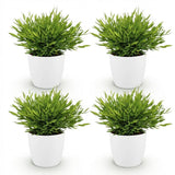 Green boutiQ - Kamerplant - Bamusa Pogonatherum Monica - Bamboegras - Huisdiervriendelijke Plant - Groen - 4 Planten - met Potter Wit - Pot 12cm - Hoogte 20cm