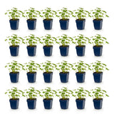 Green boutiQ - Vasteplant - Geranium macr. Ingwersen's Variety - Ooievaarsbek - Bodembedekkend - Licht Roze - 24 Planten - Pot 11cm - Hoogte 15-25cm