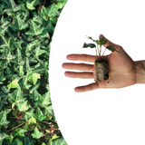 Hedera 'Green Ripple' – 6 Pluggen | Kweek & Geniet van de Mooie Klimplant