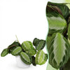 Green boutiQ - Kamerplant - Maranta Fascinator Silverband - Gebedsplant - Huisdiervriendelijke Plant - Groen - 1 Plant - met Potter Wit - Pot 12cm - Hoogte 25cm