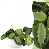Green boutiQ - Kamerplant - Maranta Fascinator Silverband - Gebedsplant - Huisdiervriendelijke Plant - Groen - 1 Plant - met Potter Wit - Pot 12cm - Hoogte 25cm