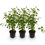 Green boutiQ - Tuinplant - Cercidiphyllum japonicum - Groen 3 Planten - Bladverliezend - Weinig Onderhoud - Pot 12cm Hoogte 35cm