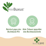 Green boutiQ - Buxus Pyramide - BetterBuxus Skylight - Resistant tegen de Buxus Schimmel - 2 Planten - Pot 23cm Hoogte 60-70cm