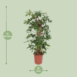 Philodendron Pedatum - Ø27cm - ↕130cm