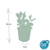 24x Aster ageratoides 'Asran' - ↕10-25cm - Ø9cm