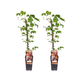 Parthenocissus Tricuspidata Veitch Boskoop - 2 stuks - Ø15cm - ↕65cm
